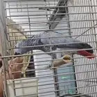 ببغاء كاسكوا أفريقي ذكر حجم سوبر جاموا اليف يقبل المسح