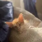 قط شيرازي هجين صغير للتبني