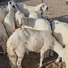 عرض الاسبوع سواكني كابلي بخاري زربيان
