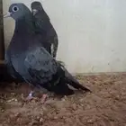 جوز صنعاني