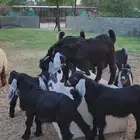 تيوس عوارض للبيع (تم البيع)