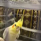 جوز كروان كوكتيل نص اليف السعر مع القفص