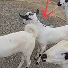 عنز فاخره شرط