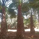 زراعه توريد وتركيب جميع انواع النخيل