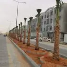 توريد وغرس نخيل جميع المقاسات متوفر