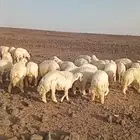 ذبايح حري سواكني تيوس يوجد ذبح تقطيع توصيل شاهد التقييمات