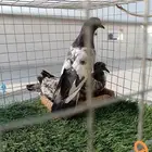 ذكر باكستاني انتاج طيران تب ما شاء الله مع فرخين عياله