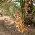 يوجد لدينا جميع انواع النخيل لتواصل
