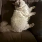 قط هملايا للبيع