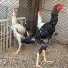 شامو ياباني