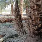 نخل ودي كبار برني وصقعي مجدول