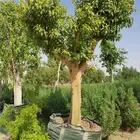 أشجار طلح وسدر وترمناليا وبنسيانا