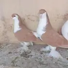 سيهات حي الديره