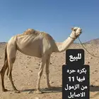 للبيع بكره حره فيها عدد 11 من الزمول الاصايل