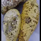 عسل سمر حر جبلي طبيعي دون تدخل الإنسان