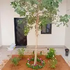 تنسيق حدائق landscape