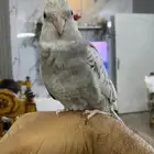 كروان متكلم