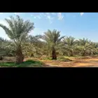 نخل خلاص