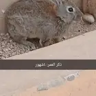 أرانب ذكور بلدي للبيع