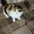 قطع اليفه للبيع