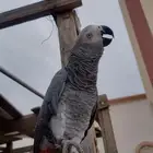 ببغاء كاسكو مفقود