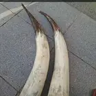 قرون للبيع قرون للبيع