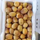رطب روثانة وانواع فاخرة من رطب المدينة المنورة