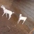 عناق 2 البيع مشروطه من كل عايب