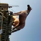 تماثيل احصنه للبيع