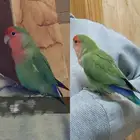 ببغاء روز