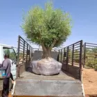زيتون معمر ومفرع زينه