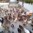بط للبيع