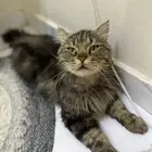 قط شيرازي تايقر للتبني