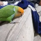 اقبل الطيور لتبني