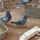 أزواج زواجل سباق للبيع ...