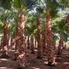 يتوفر لدينا نخيل وشنطن زينه لاستراحات والففل والقصور
