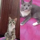قطط للتبني
