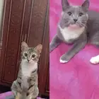 قطط للتبني مع اغراضهم