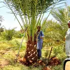 نخل مثمر نخيل نقايل نخل واشنطني اخلاص سكري برحي صقعي شيشي