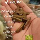 عود مروكي طبيعي محسن شيء لن تجد له مثيل