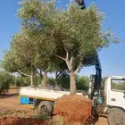زيتون ونخل زينه