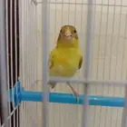 كناري للبيع