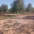 اشجار زيتون متفرع معمر