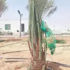 نخل مثمر للبيع إخلاص برحي سكري هلالي صقعي مجدول شيشي ونانه
