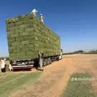 احراج بيع الاعلاف البرسيم والرودس والتبن والذره