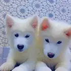 كلاب هاسكي مالموت بيور