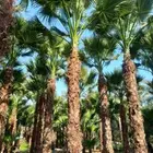 نخل وشنطونيا زينه ابومروحه جميع المقاسات