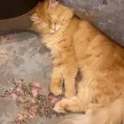 قطه شراري