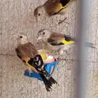 حساسين حسون سوري