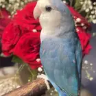 للبيع ببغاء الروز مناسب للأطفال